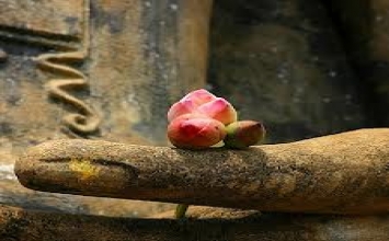 Tỳ Kheo Lại-Tra-Hòa-La 